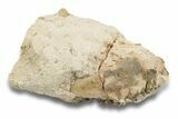 Bargain, Fossil Oreodont (Merycoidodon) Partial Skull #249302-2